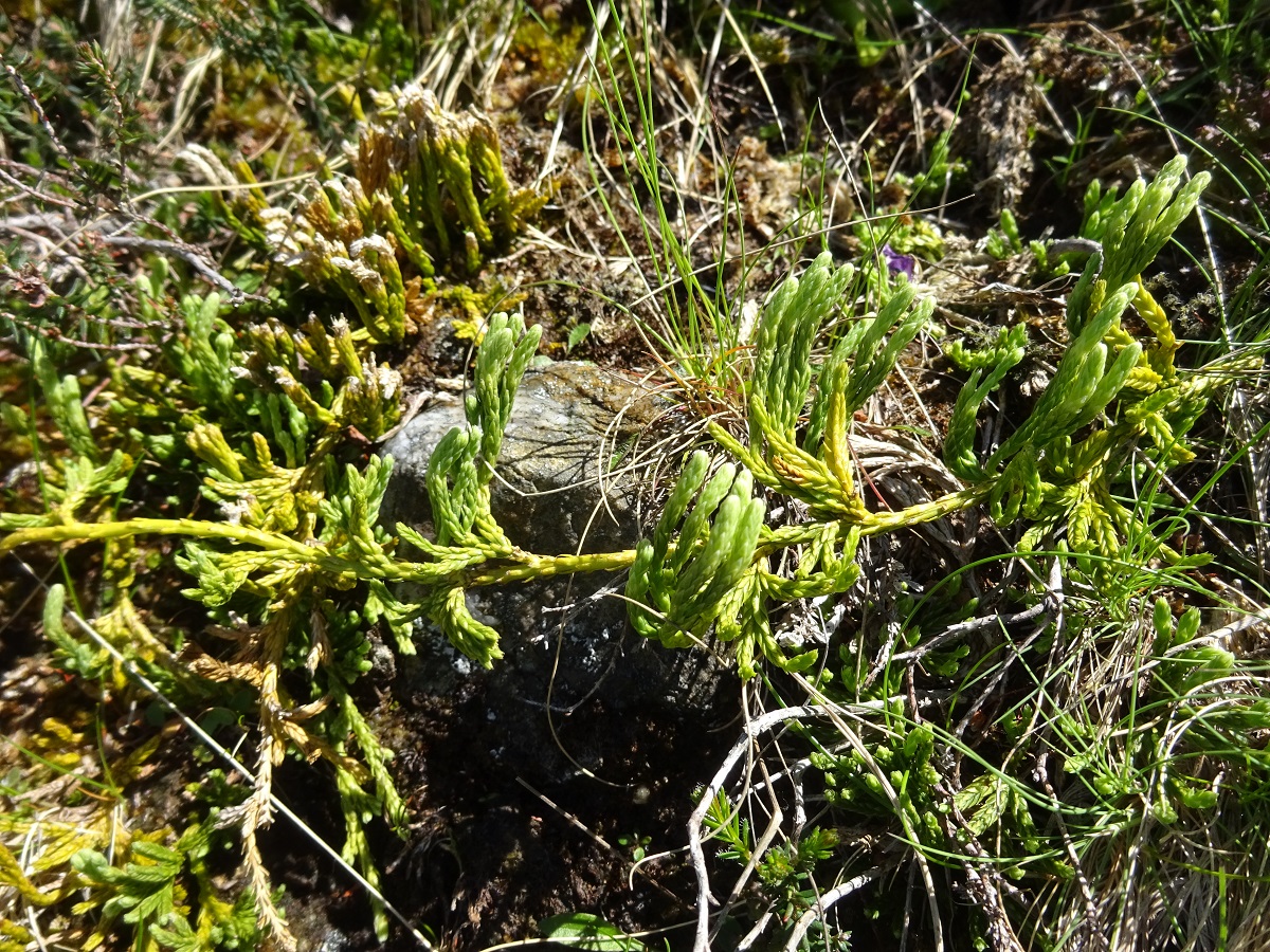 Lycopodium alpinum (Lycopodiaceae)